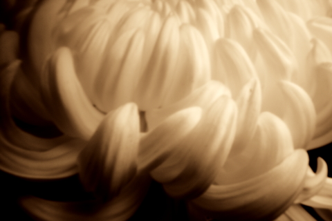 VD3C8008-t VD3C8008-t